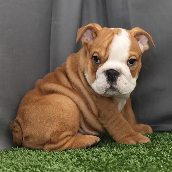 Outstanding English Bulldog Puppies For Sale.